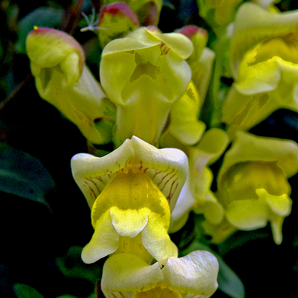 FIORITURE MEDITERRANEE (21).JPG